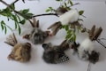 Natural Rabbit Fur & Feather " BIRD CRAZY" Cat Toy Realistic Interactive Bird Lure