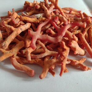 May include: A pile of red coral branches, some with a more orange hue, on a white surface. The coral branches are dry and have a rough texture.