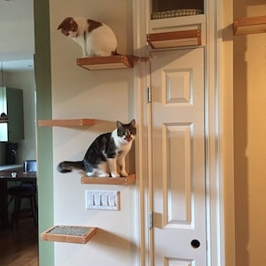 May include: Two cats on a wooden cat tree with multiple shelves. The cat tree is mounted on a white wall next to a white door. The cat tree has a shelf above the door, and the cats are on shelves below the door. The cat tree has a shelf with a woven mat on it.