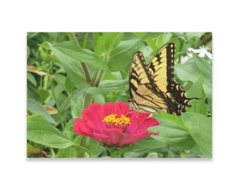 Swallowtail Butterfly On Pink Zinnia
