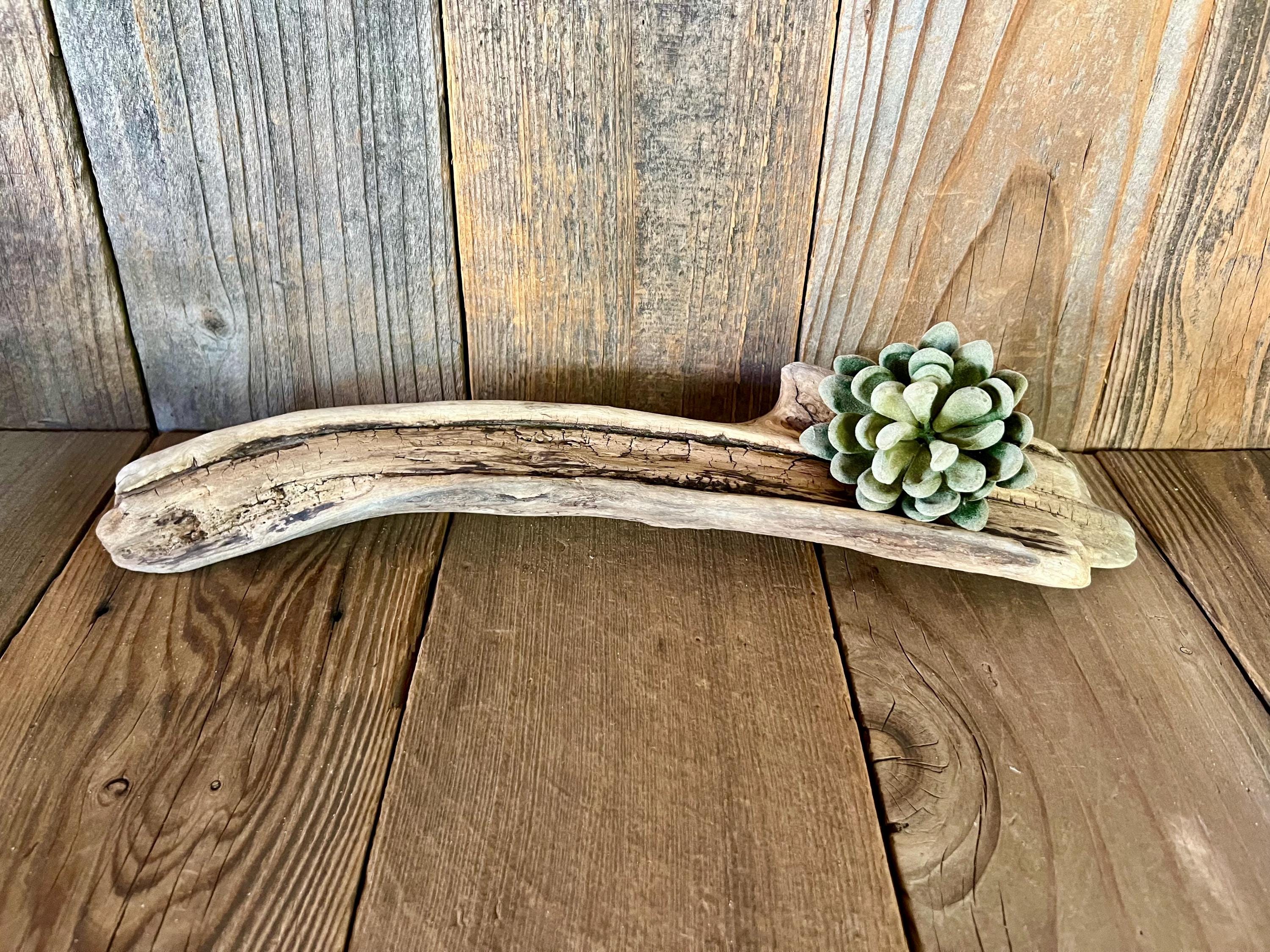 15" long driftwood piece, air plant driftwood, long driftwood base with crackle grain on flat side, long beach driftwood, knot on driftwood