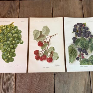 Antique chromolithograph SET OF THREE Millennial Grape/Eaton Raspberry/Hoosier Raspberry E.L Shutt and D.G Passmore 1904-1910 6" x 9"pages