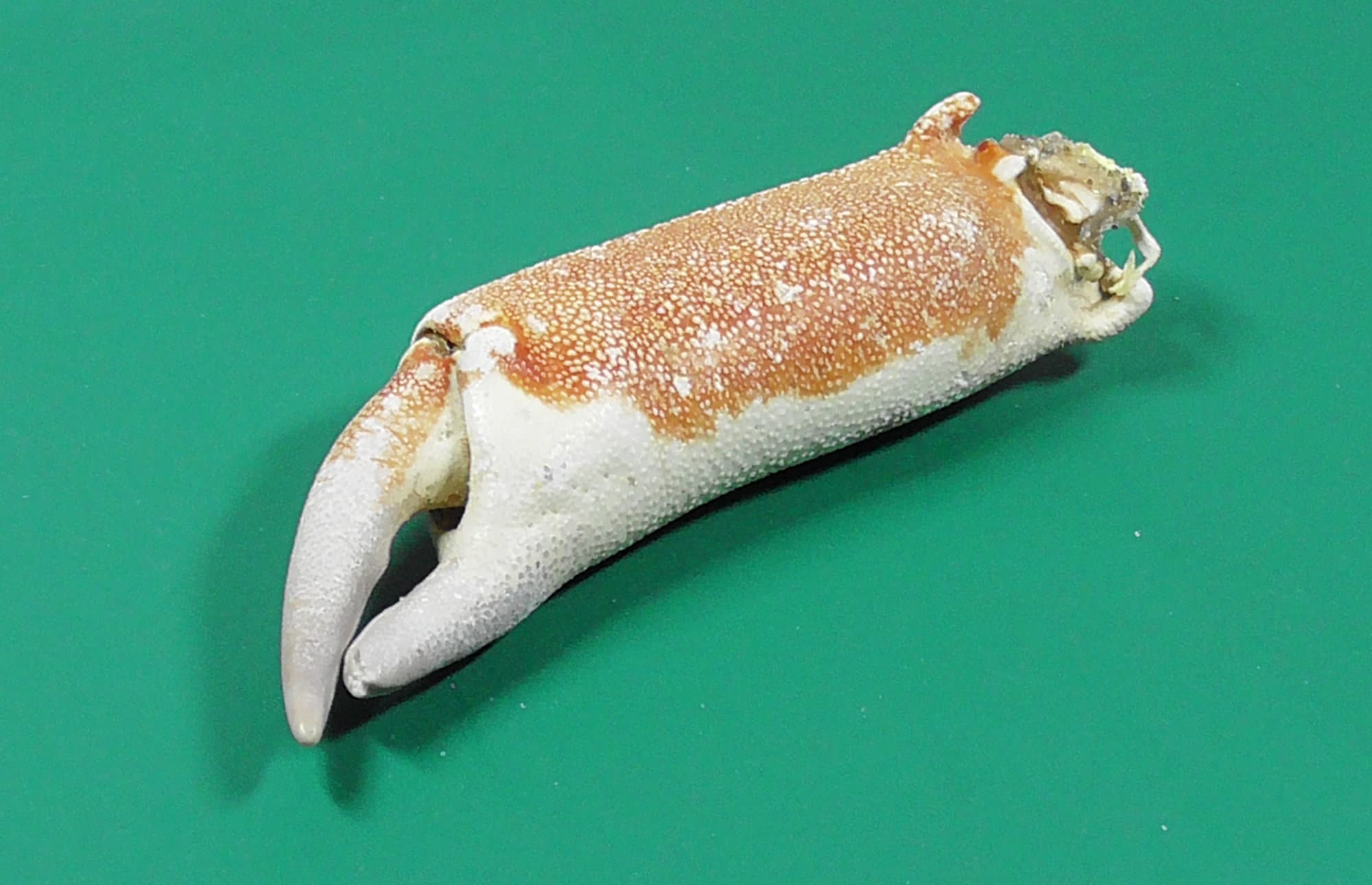 LARGE CRAB CLAW. Etsy Canada