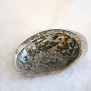 May include: Abalone shell with iridescent interior. The shell's surface has a textured, speckled appearance with shades of brown, green, and gray. The shell is set against a white background, highlighting its natural beauty.