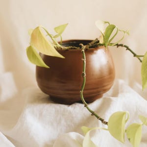 May include: A rounded, smooth, dark brown ceramic planter pot with a short, wide base. A trailing plant with light green, heart-shaped leaves grows from the center, with stems draping over the sides of the pot, creating a natural, organic display.
