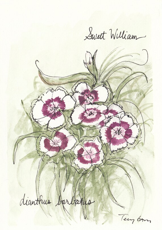 Sweet William Wildflower Art INSTANT DOWNLOAD Printable Wall Etsy