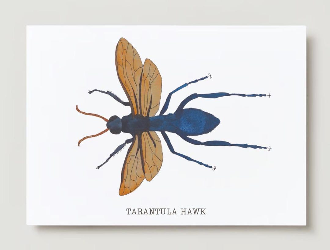 Watercolor Print - Tarantula Hawk Wasp - Etsy