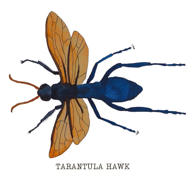 Watercolor Print -  Tarantula Hawk Wasp