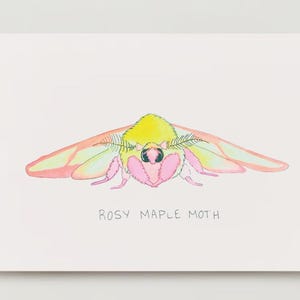 Rosy Maple Motten Druck