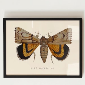 Entomologie Druck - Ilia Underwing Aquarell Druck