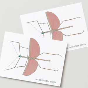 Watercolor Print - Stick Insect