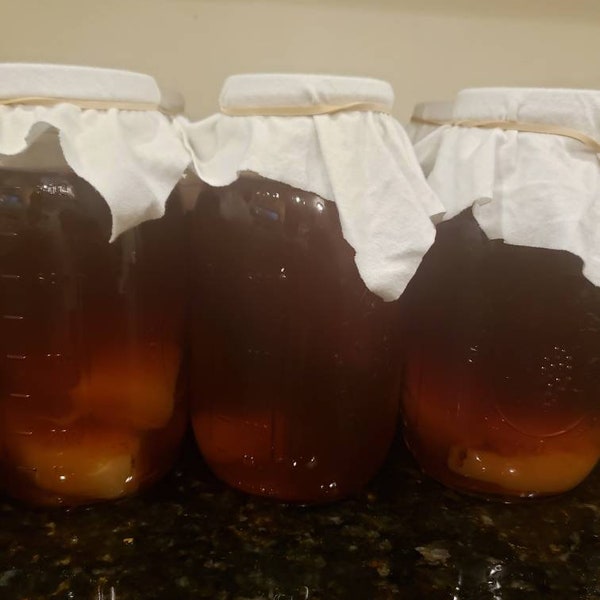 scoby for kombucha skoby