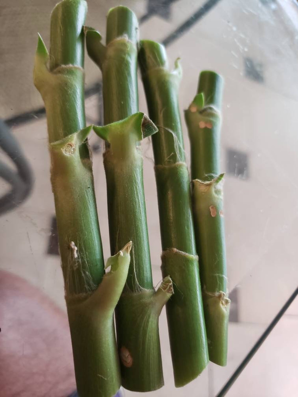 8 Cuttings of the Insulin Plant. Grow Your Own. Etsy