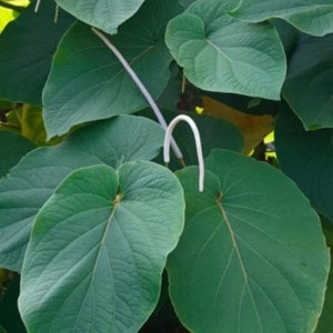 Root beer plant  (hoja santa)