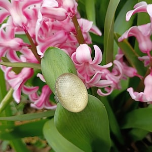 Puede incluir: Un letrero de madera rústica con el texto "Welcome to our home" en letras blancas. El letrero presenta un acabado envejecido y un diseño simple y acogedor, perfecto para la decoración de la entrada.