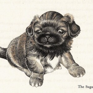Sweet Pomeranian PUPPY Dog  - Vintage Original 1943 MATTED - or Not Matted - Dog Picture - Not A Reprint!