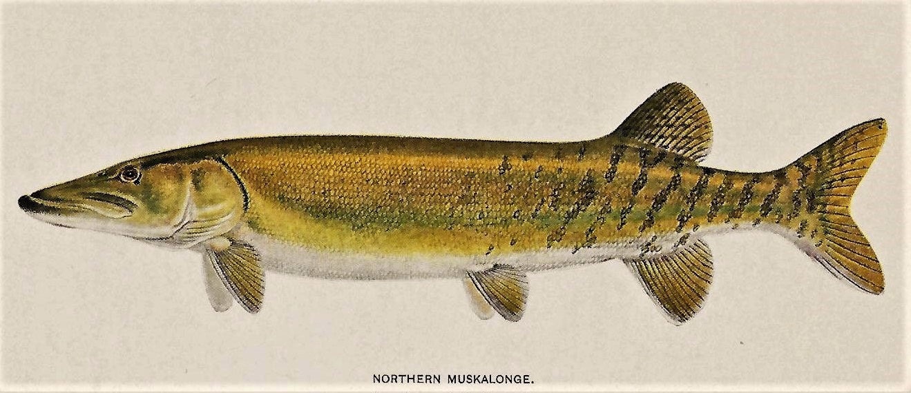 Northern MUSKALONGE Freshwater Pike Fish Vintage 1927 MATTED
