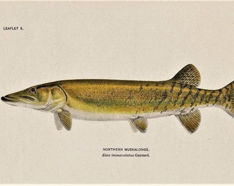 Northern MUSKALONGE Freshwater Pike Fish Vintage 1927 MATTED Picture Wildlife Art Pickerel Family