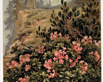 ALPINE Flowers Rhododendrons Plant Nat History Antique 1895 MATTED Print ORIGINAL Book Page - Professionally Hand Bevel Matted