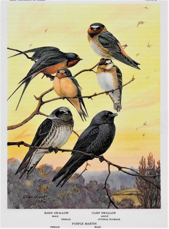 Swallows Barn Cliff Martin Vintage 1960 Matted Bird Picture By Etsy