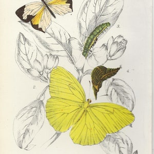 Callidryas Eubule Terias Mexicana James Duncan main image 0