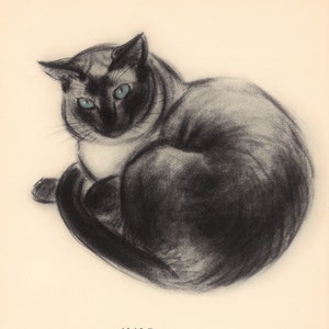 SIAMESE Cat with Blue Eyes by Newberry -  ORIGINAL 1953 Vintage Book Picture - MATTED or No Mat