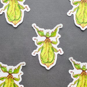 Leaf Bug Sticker