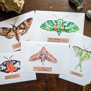 Moth Collection Mini Prints | 4x6 Matte Photo Prints