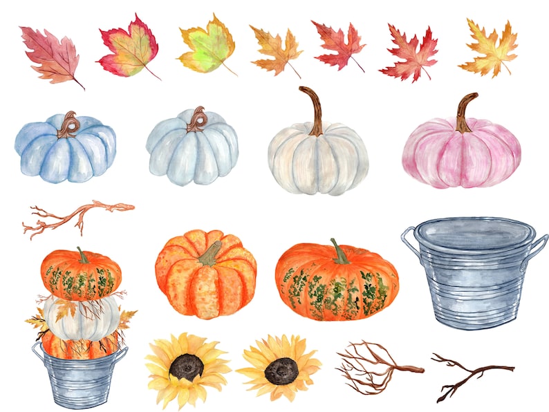 May include: Watercolour illustration of autumn harvest elements, including pumpkins, gourds, leaves, sunflowers, and a galvanised metal bucket. The pumpkins are in various shades of orange, blue, and pink. The leaves are in shades of red, orange, and yellow. The sunflowers are yellow with brown centres. The bucket is grey with a silver rim.