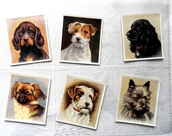 FRENCH BULLDOG 1939 Senior Service Dogs #30 Cigarette Card