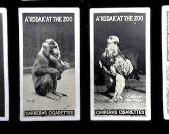 Kodak at the Zoo by Carreras Cigarette Cards  Issued 1924     History Rare Kodak Animals Zoo