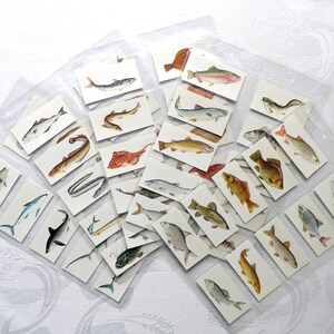 craven black cat cigarette cards Sport Fish Cigarette Cards by Carreras Craven Black Cat 1978 Set of 50  Fishing Angling Gift Collectable