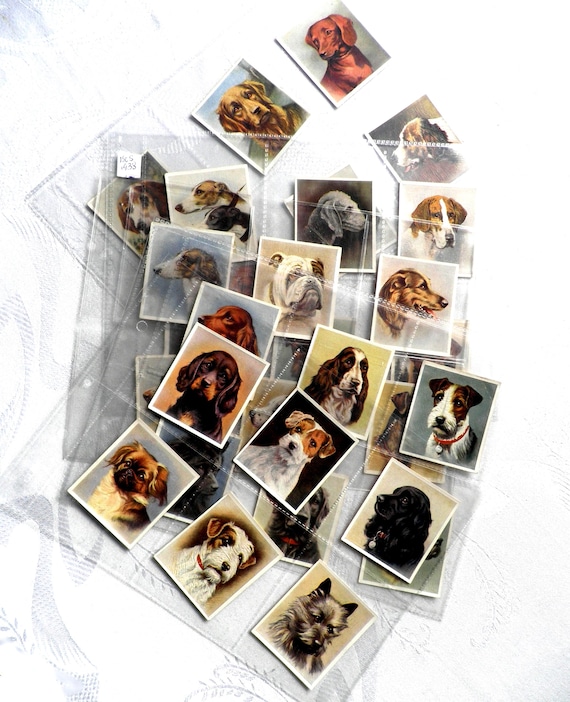Our Dogs Cigarette Cards by Godfrey Phillips 1939 Set of 30 Dogs Pets  Present Collectable