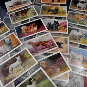 Dogs Sigarettenkaarten van Gallaher Ltd 1936 Set van 48 Pet Dogs Present Collectable