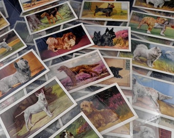 Dogs Cigarette Cards by Gallaher Ltd 1936 Set of 48 Pets Dogs Present Collectable