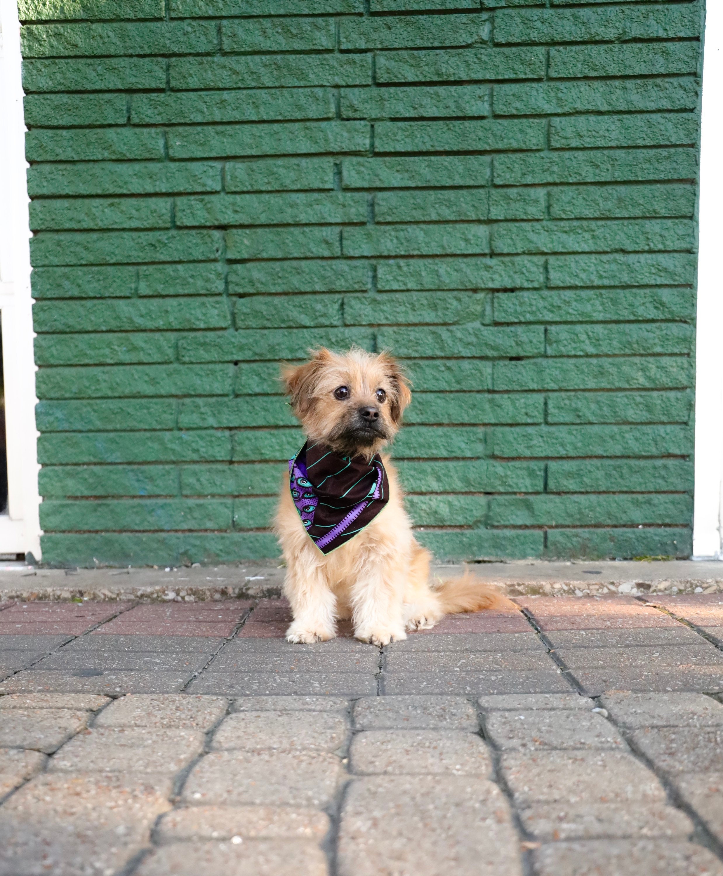 purple dog bandana