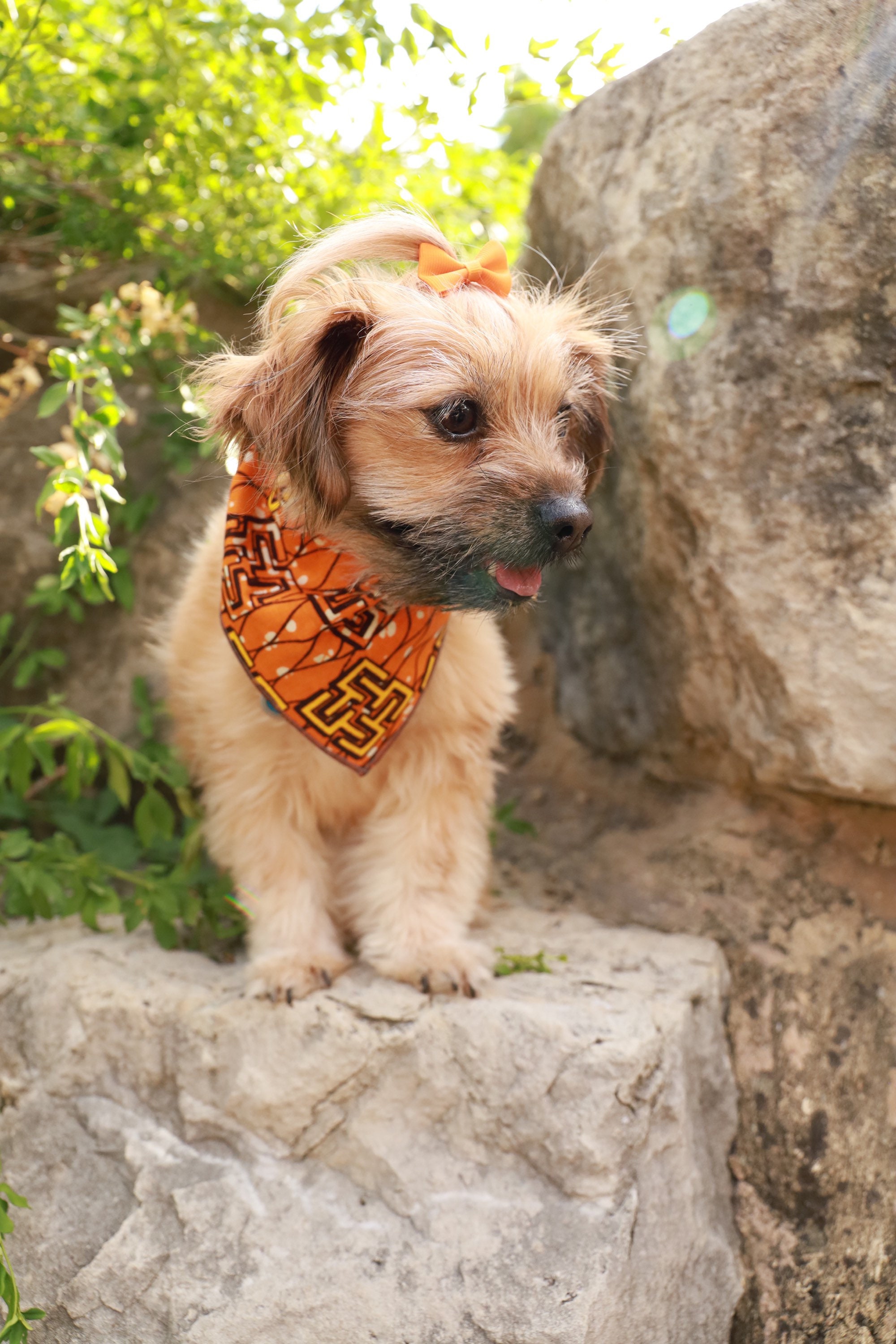 yellow dog bandana