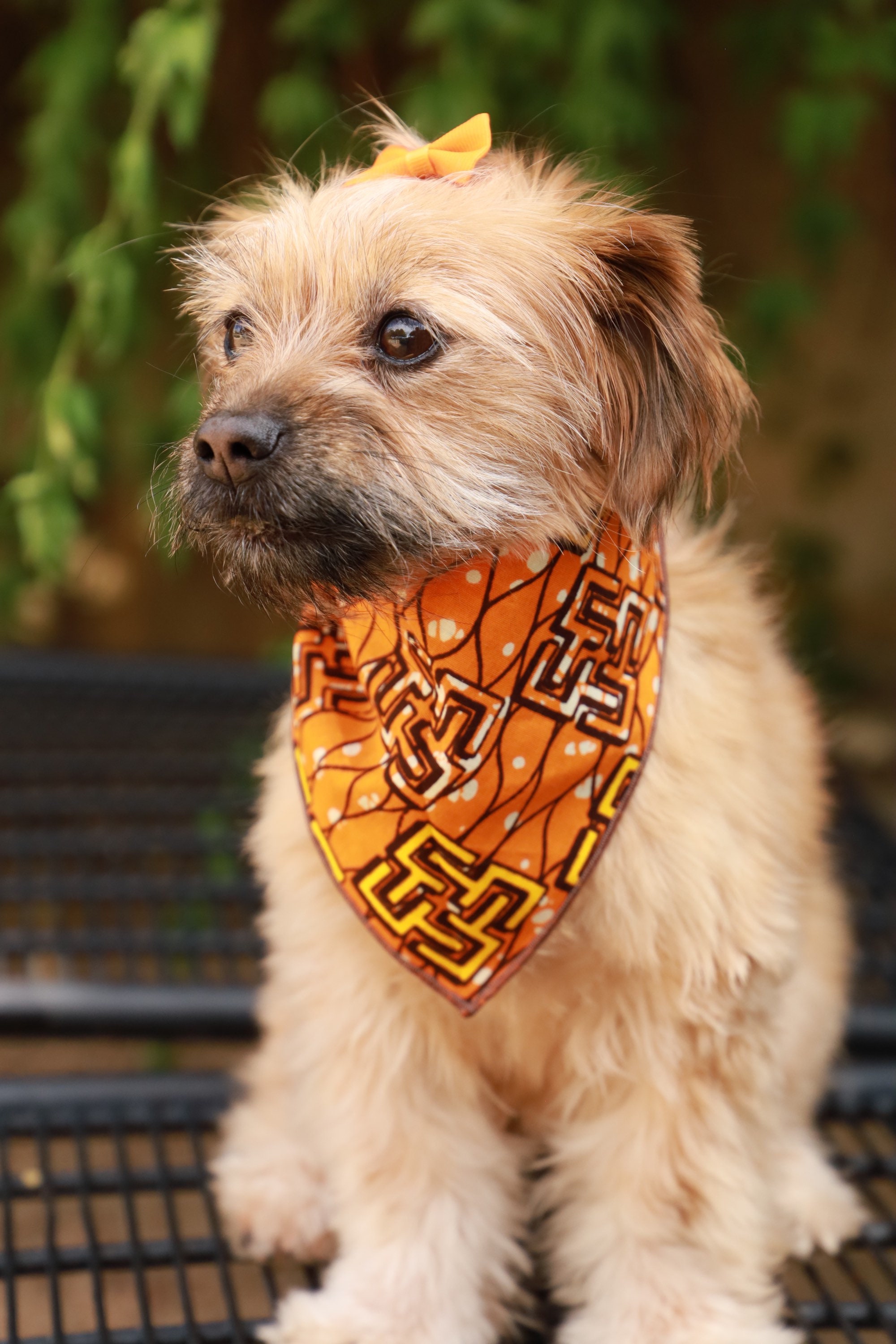yellow dog bandana