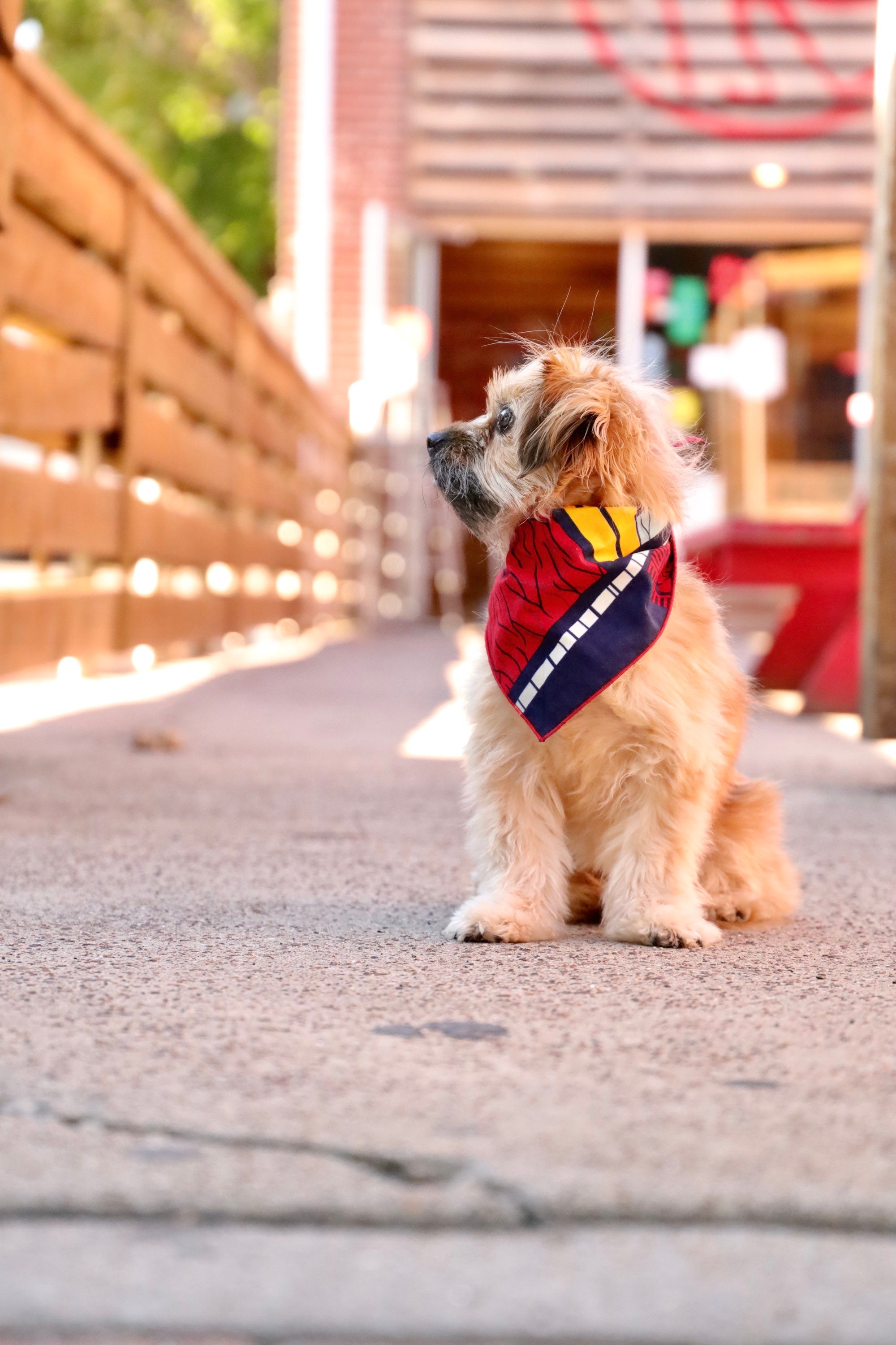 bandana pet