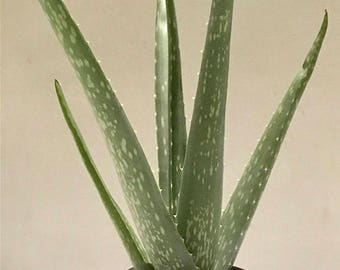 Big Aloe Vera Plant //Big Organic Aloe Vera Plant