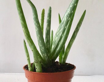 Aloe Vera Plant //Organic Aloe Vera Plant 10-12"