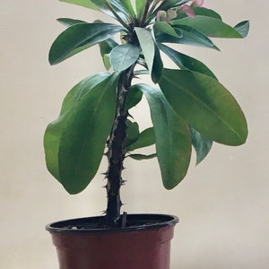 Crown of Thorns (Euphorbia Milii) Pink Cadillac Live Plant Rooted 10-12&quot;