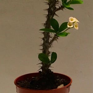Crown of Thorns (Euphorbia Milii) Live Plant Rooted 10-12&quot;