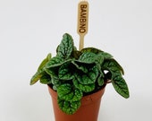 Peperomia - quot Greyhound quot