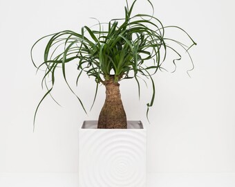Ponytail Palm (Beaucarnea Recurvata / Nolina) Houseplant