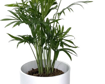 Parlour Palm with Classic Modern Planter