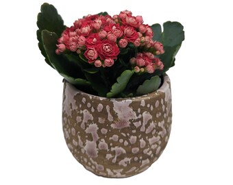 Kalanchoe Pinky Red Flowering Plant - 7cm pot - Add Pink Watercolour Planter