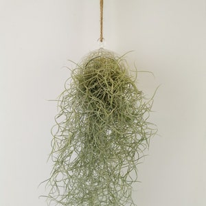 Spanish Moss - Tillandsia Usneoides - in Glass hanging ball - Air Plant / Old Mans Beard Houseplant