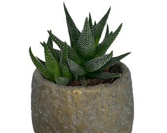 Haworthia Succulent with Textured Gold Planter