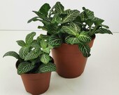 Fittonia Mosaic Whisper - House plant - 2 sizes